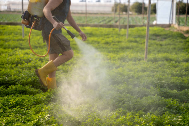 Wasp Removal Services in Dawson, GA